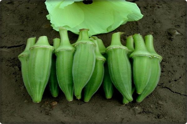 Bamya Tohumu (Sultani) 10 Gr