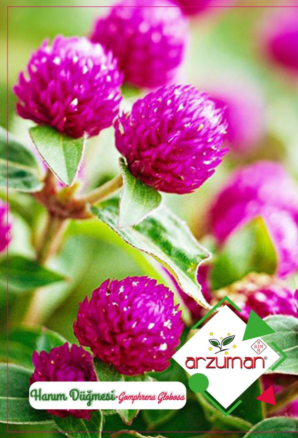 Hanım Düğmesi Çiçeği Tohumu (20 Adet)