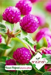 Hanım Düğmesi Çiçeği Tohumu (20 Adet)