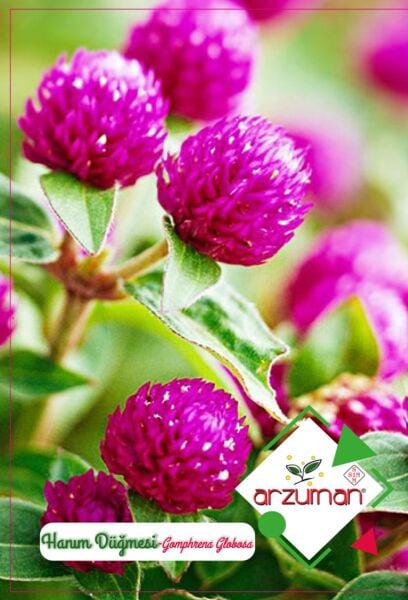 Hanım Düğmesi Çiçeği Tohumu (20 Adet)