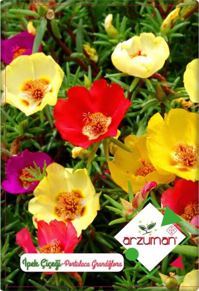 İpek Çiçeği (Şellaki) (100 Adet) Karışık Renk