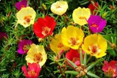 İpek Çiçeği (Şellaki) (100 Adet) Karışık Renk