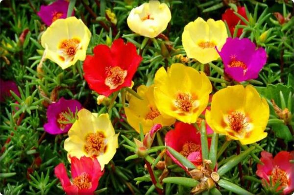 İpek Çiçeği (Şellaki) (100 Adet) Karışık Renk