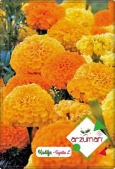 Kadife Çiçeği Tohumu (50 Adet) Kokulu