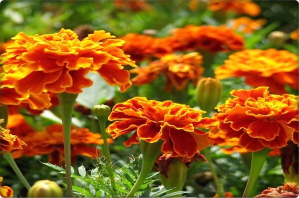 Kadife Çiçeği Tohumu (50 Adet) Kokulu