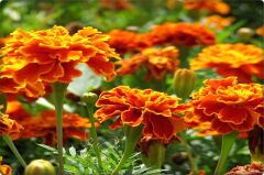 Kadife Çiçeği Tohumu (50 Adet) Kokulu