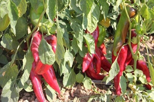 Arzuman Kapya Biber Tohumu (10 Gr)