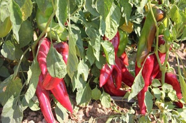 Arzuman Kapya Biber Tohumu (10 Gr)