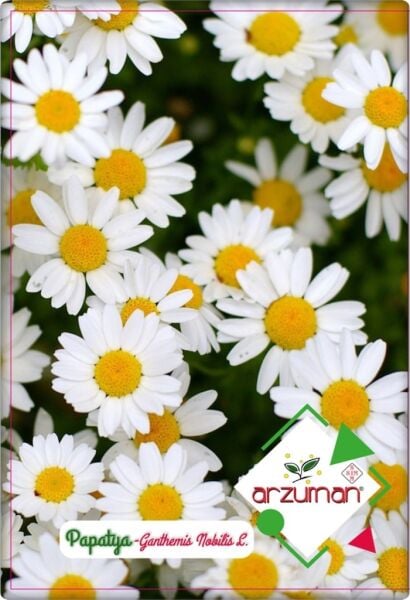 Papatya Çiçeği Tohumu (100 Adet) Beyaz Renk