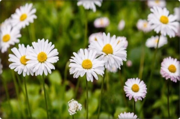 Papatya Çiçeği Tohumu (100 Adet) Beyaz Renk