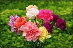 Karanfil Çiçeği Tohumu (100 Adet)