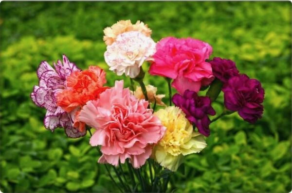 Karanfil Çiçeği Tohumu (100 Adet)