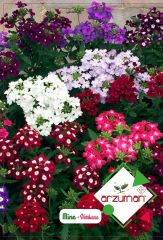 Mine Çiçeği Tohumu (50 Adet) Karışık Renk