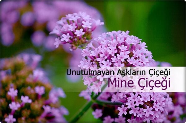 Mine Çiçeği Tohumu (50 Adet) Karışık Renk