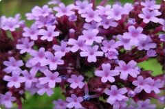 Mine Çiçeği Tohumu (50 Adet) Karışık Renk