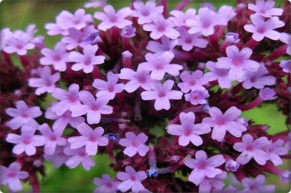 Mine Çiçeği Tohumu (50 Adet) Karışık Renk