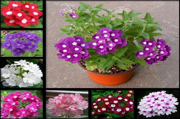 Mine Çiçeği Tohumu (50 Adet) Karışık Renk