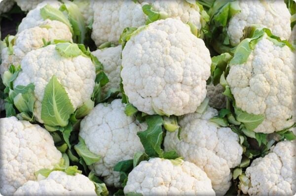 Karnabahar Tohumu (300 Adet)