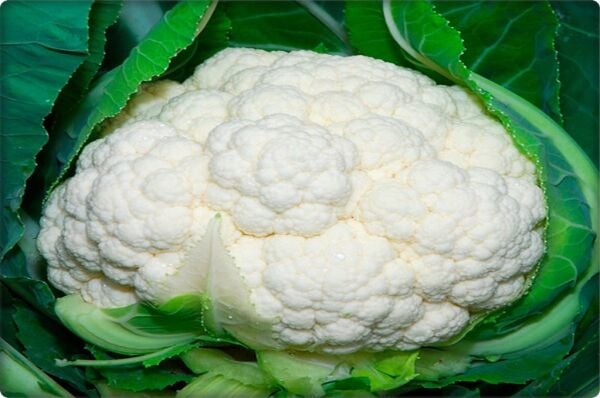 Karnabahar Tohumu (300 Adet)