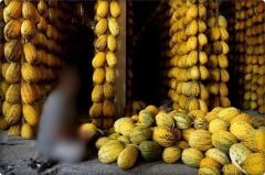 Kavun Tohumu Kırkağaç Tipi (Uzun-Benekli) 10 Gr