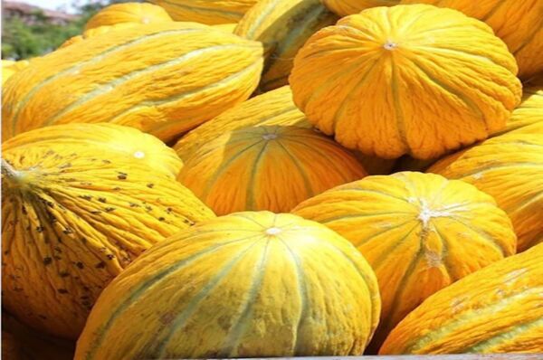 Kavun Tohumu Sarı Kışlık 10 Gr Toros Çeşidi