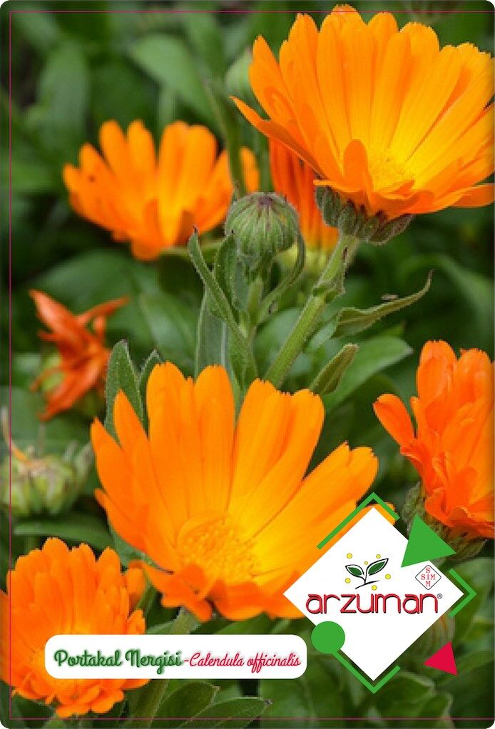 Portakal Nergisi Tohumu (30 Adet) Aynısefa Çiçeği