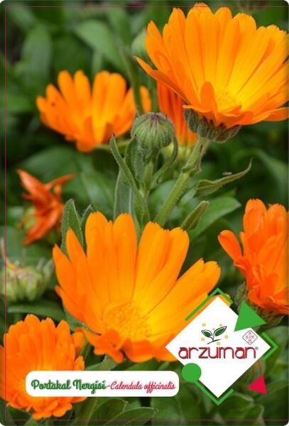 Portakal Nergisi Tohumu (30 Adet) Aynısefa Çiçeği