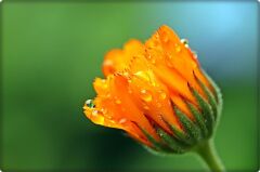 Portakal Nergisi Tohumu (30 Adet) Aynısefa Çiçeği