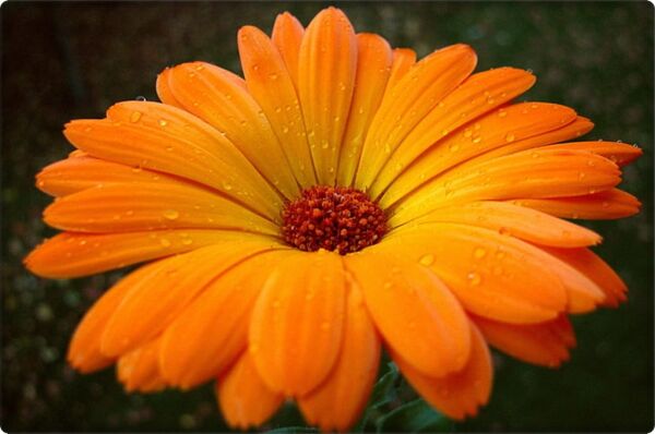 Portakal Nergisi Tohumu (30 Adet) Aynısefa Çiçeği