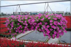 Petunya Çiçeği Tohumu (100 Adet) Boru Çiçeği