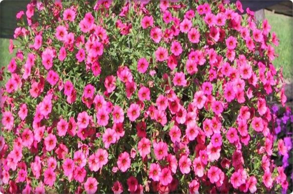 Petunya Çiçeği Tohumu (100 Adet) Boru Çiçeği