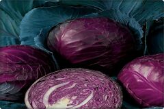 Kırmızı Lahana Tohumu 10 Gr