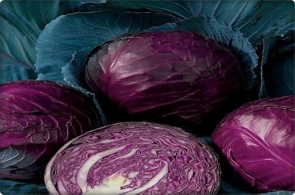 Kırmızı Lahana Tohumu 10 Gr