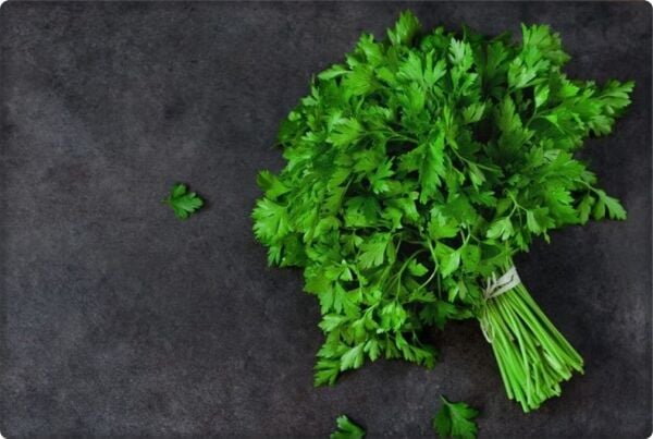 Maydanoz Tohumu (Geniş Yaprak) 10 Gr Aromatik kokulu