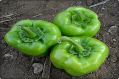 BT Süper Kandil Dolma 016 Biber tohumu 10 gr
