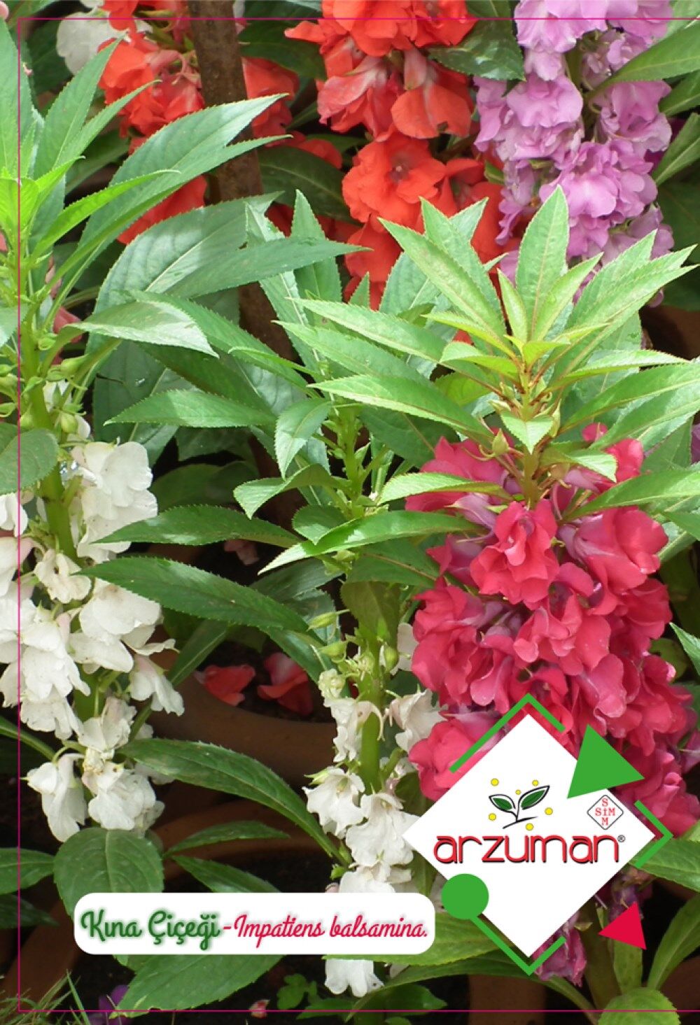 Kına Çiçeği Tohumu (30 Adet)