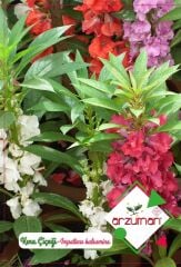 Kına Çiçeği Tohumu (30 Adet)