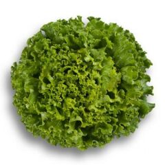 BT Bursa Kışlık 016 Kıvırcık Tohumu 10 gr