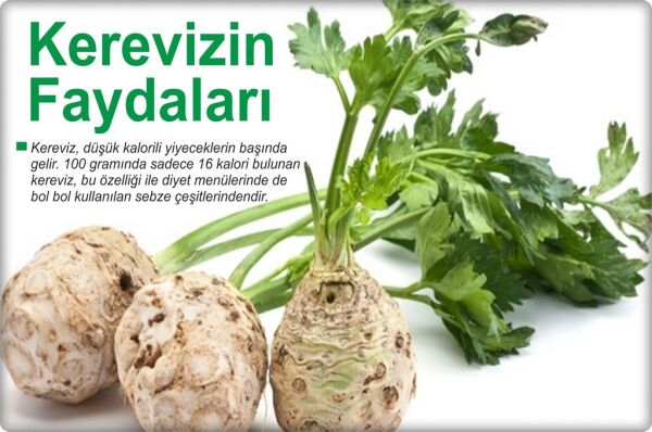 Kök Kereviz Tohumu (10 Gr) Çanakkale Yerli