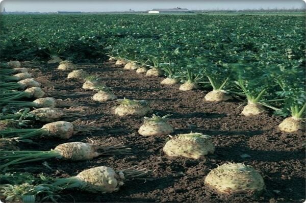 Kök Kereviz Tohumu (10 Gr) Çanakkale Yerli