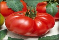 Köy Tipi Domates Tohumu (500 adet) Ege Pembesi