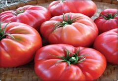 Köy Tipi Domates Tohumu (500 adet) Ege Pembesi