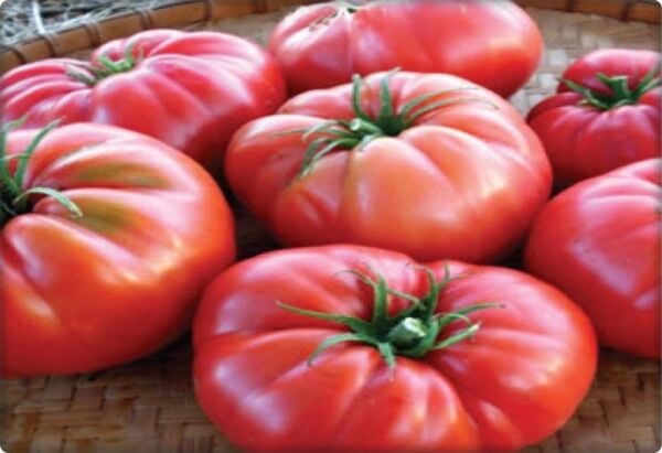 Köy Tipi Domates Tohumu (500 adet) Ege Pembesi