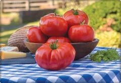 Köy Tipi Domates Tohumu (500 adet) Ege Pembesi