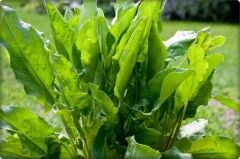 Kuzukulağı (Ekşiot) Tohumu 5 Gr