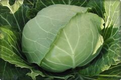 Lahana Tohumu (10 Gr) Beyaz Lahana