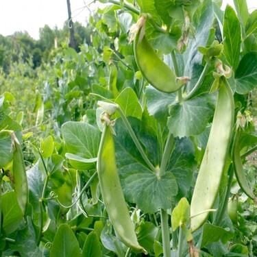 BT Sultani Yaprak Bezelye Tohumu 1 kg