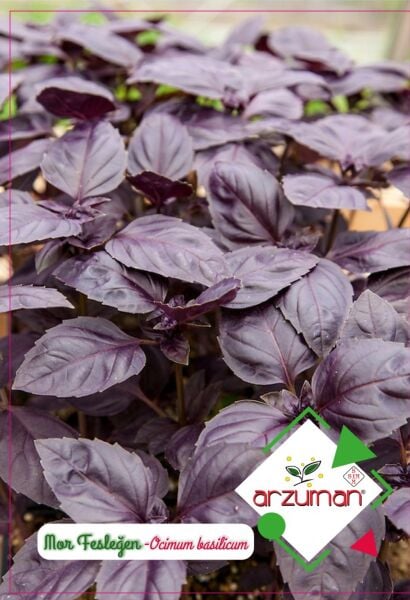 Mor Fesleğen (Reyhan) Tohumu 100 Adet