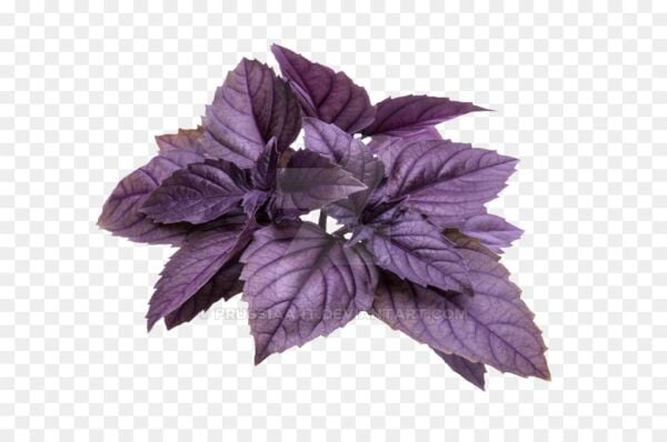 Mor Fesleğen (Reyhan) Tohumu 100 Adet