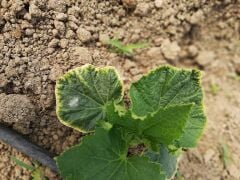 Potasyum Sülfat DRT (25 Kg )